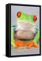 Red-eyed Treefrog (Agalychnis callidryas) adult-Emanuele Biggi-Framed Stretched Canvas