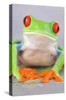 Red-eyed Treefrog (Agalychnis callidryas) adult-Emanuele Biggi-Stretched Canvas