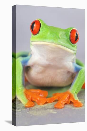 Red-eyed Treefrog (Agalychnis callidryas) adult-Emanuele Biggi-Stretched Canvas