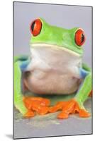 Red-eyed Treefrog (Agalychnis callidryas) adult-Emanuele Biggi-Mounted Photographic Print