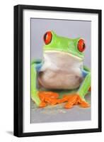 Red-eyed Treefrog (Agalychnis callidryas) adult-Emanuele Biggi-Framed Premium Photographic Print