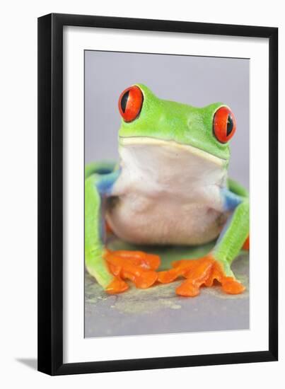 Red-eyed Treefrog (Agalychnis callidryas) adult-Emanuele Biggi-Framed Premium Photographic Print