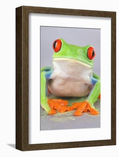 Red-eyed Treefrog (Agalychnis callidryas) adult-Emanuele Biggi-Framed Photographic Print