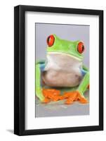 Red-eyed Treefrog (Agalychnis callidryas) adult-Emanuele Biggi-Framed Photographic Print