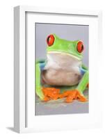 Red-eyed Treefrog (Agalychnis callidryas) adult-Emanuele Biggi-Framed Photographic Print