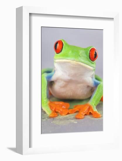 Red-eyed Treefrog (Agalychnis callidryas) adult-Emanuele Biggi-Framed Photographic Print