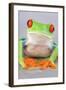 Red-eyed Treefrog (Agalychnis callidryas) adult-Emanuele Biggi-Framed Photographic Print