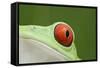 Red-Eyed Treefrog - Close Up of Eye-null-Framed Stretched Canvas