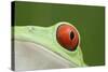 Red-Eyed Treefrog - Close Up of Eye-null-Stretched Canvas