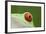 Red-Eyed Treefrog - Close Up of Eye-null-Framed Photographic Print