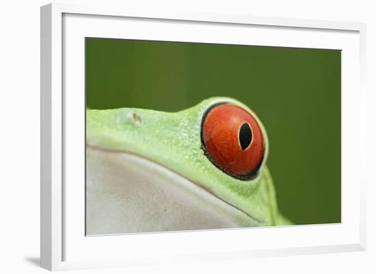 Red-Eyed Treefrog - Close Up of Eye-null-Framed Photographic Print