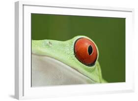 Red-Eyed Treefrog - Close Up of Eye-null-Framed Photographic Print