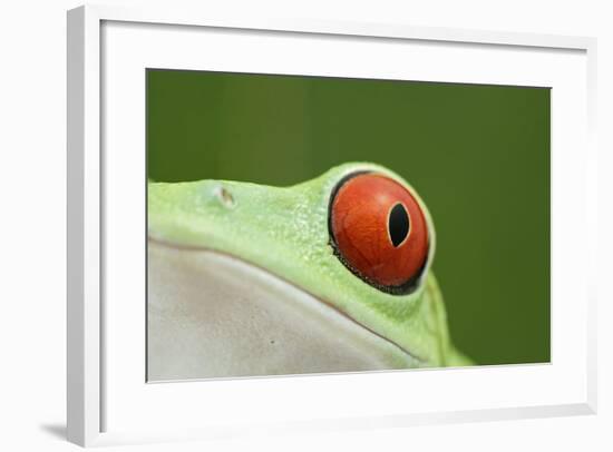 Red-Eyed Treefrog - Close Up of Eye-null-Framed Photographic Print