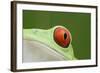 Red-Eyed Treefrog - Close Up of Eye-null-Framed Photographic Print