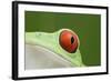 Red-Eyed Treefrog - Close Up of Eye-null-Framed Photographic Print