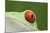Red-Eyed Treefrog - Close Up of Eye-null-Mounted Photographic Print