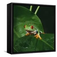 Red-Eyed Treefrog on Leaf-null-Framed Stretched Canvas
