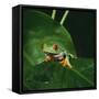 Red-Eyed Treefrog on Leaf-null-Framed Stretched Canvas