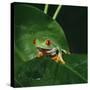 Red-Eyed Treefrog on Leaf-null-Stretched Canvas