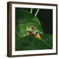 Red-Eyed Treefrog on Leaf-null-Framed Photographic Print