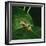 Red-Eyed Treefrog on Leaf-null-Framed Photographic Print