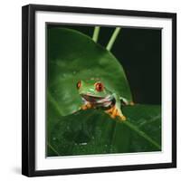 Red-Eyed Treefrog on Leaf-null-Framed Photographic Print