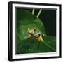 Red-Eyed Treefrog on Leaf-null-Framed Photographic Print