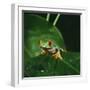 Red-Eyed Treefrog on Leaf-null-Framed Photographic Print