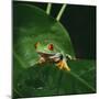 Red-Eyed Treefrog on Leaf-null-Mounted Photographic Print