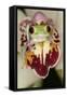 Red-Eyed Treefrog-null-Framed Stretched Canvas