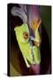 Red-Eyed Treefrog-null-Stretched Canvas