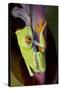 Red-Eyed Treefrog-null-Stretched Canvas