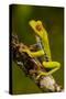 Red-Eyed Treefrog-null-Stretched Canvas