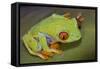 Red-Eyed Treefrog-null-Framed Stretched Canvas