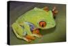 Red-Eyed Treefrog-null-Stretched Canvas