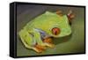 Red-Eyed Treefrog-null-Framed Stretched Canvas