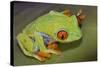 Red-Eyed Treefrog-null-Stretched Canvas