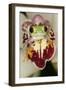 Red-Eyed Treefrog-null-Framed Photographic Print