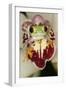 Red-Eyed Treefrog-null-Framed Photographic Print