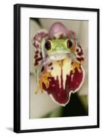 Red-Eyed Treefrog-null-Framed Photographic Print