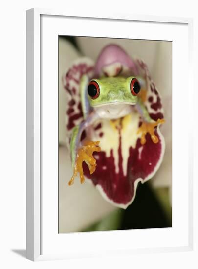 Red-Eyed Treefrog-null-Framed Photographic Print