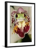 Red-Eyed Treefrog-null-Framed Photographic Print