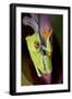 Red-Eyed Treefrog-null-Framed Photographic Print