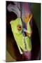 Red-Eyed Treefrog-null-Mounted Photographic Print