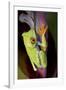 Red-Eyed Treefrog-null-Framed Photographic Print