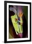 Red-Eyed Treefrog-null-Framed Photographic Print