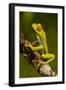 Red-Eyed Treefrog-null-Framed Photographic Print