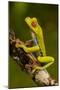 Red-Eyed Treefrog-null-Mounted Photographic Print