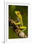 Red-Eyed Treefrog-null-Framed Photographic Print