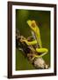 Red-Eyed Treefrog-null-Framed Photographic Print